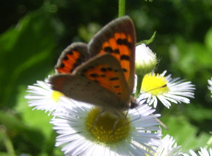 Lycaena dispar?